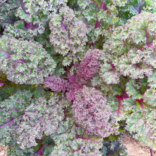 Purple Kale Seeds – Red Veined, Pinnately Lobed Leaves, Cut and Come Again Harvest, Ornamental Edible