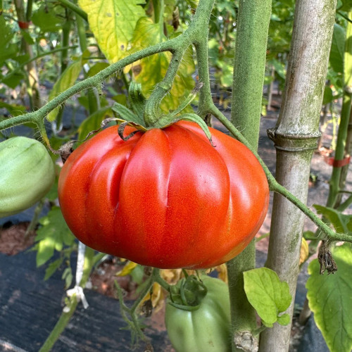 Camille Tomato Seeds - Large, uniform fruits with a sweet flavor, meaty texture, strong adaptability, and high yield