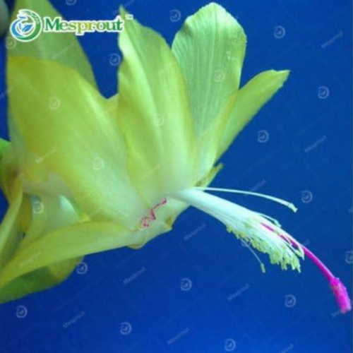 Rare Schlumbergera Seed Balcony Seed Flower Schlumbergera Zygocactus Truncatus Seed - (Color: 18)