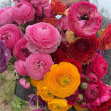 Hezhichun Ranunculus Seeds – Celery-leaved Peony, Persian Buttercup, Perennial Flowers, Cool Weather Tolerant