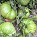 Kellogg's Breakfast Tomato Seeds - Orange beefsteak variety, sweet and rich flavor, high yielding