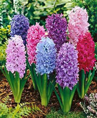 Holland Hyacinth Seeds Indoor Perennial Hyacinthus Orientalis Garden Flower (Color: Mixed)