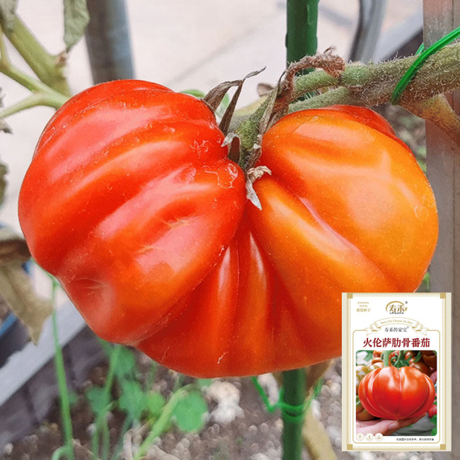 'Firenza' Ribbed Tomato Seeds – Italian Heirloom Variety, Disease-Resistant and Versatile