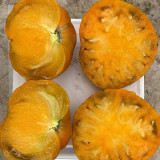 Kellogg's Breakfast Tomato Seeds - Orange beefsteak variety, sweet and rich flavor, high yielding