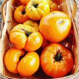 Kellogg's Breakfast Tomato Seeds - Orange beefsteak variety, sweet and rich flavor, high yielding