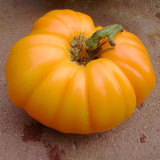 Kellogg's Breakfast Tomato Seeds - Orange beefsteak variety, sweet and rich flavor, high yielding