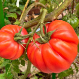 Classic Beefsteak Tomato Seeds – Old-Fashioned Flavor, High-Yielding & Reliable, Perfect for Slicing