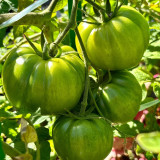 Classic Beefsteak Tomato Seeds – Old-Fashioned Flavor, High-Yielding & Reliable, Perfect for Slicing