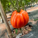 Camille Tomato Seeds - Large, uniform fruits with a sweet flavor, meaty texture, strong adaptability, and high yield