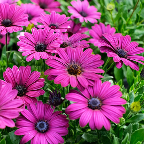 Purple African Daisy Seeds - Osteospermum, Annual Flower, Long Blooming Ground Cover, Easy to Grow Garden Flowers