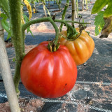 Camille Tomato Seeds - Large, uniform fruits with a sweet flavor, meaty texture, strong adaptability, and high yield