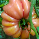 'Firenza' Ribbed Tomato Seeds – Italian Heirloom Variety, Disease-Resistant and Versatile