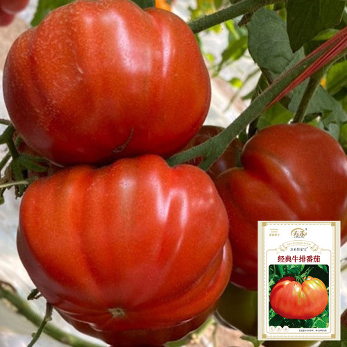 Classic Beefsteak Tomato Seeds – Old-Fashioned Flavor, High-Yielding & Reliable, Perfect for Slicing