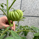 'Firenza' Ribbed Tomato Seeds – Italian Heirloom Variety, Disease-Resistant and Versatile
