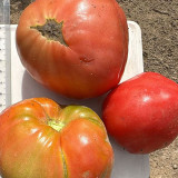 Classic Beefsteak Tomato Seeds – Old-Fashioned Flavor, High-Yielding & Reliable, Perfect for Slicing