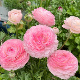 Hezhichun Ranunculus Seeds – Celery-leaved Peony, Persian Buttercup, Perennial Flowers, Cool Weather Tolerant