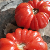 'Firenza' Ribbed Tomato Seeds – Italian Heirloom Variety, Disease-Resistant and Versatile