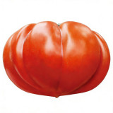 'Firenza' Ribbed Tomato Seeds – Italian Heirloom Variety, Disease-Resistant and Versatile