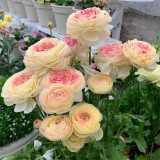 Hezhichun Ranunculus Seeds – Celery-leaved Peony, Persian Buttercup, Perennial Flowers, Cool Weather Tolerant