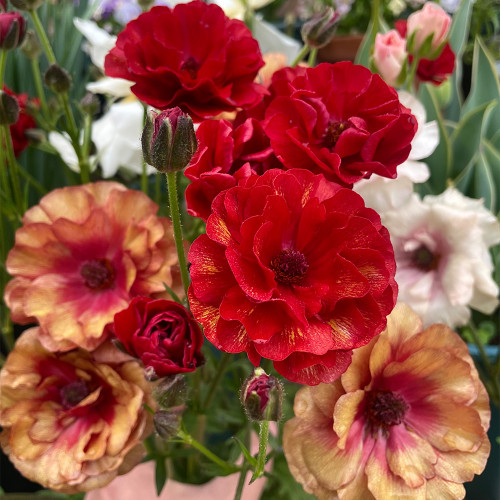 Hezhichun Ranunculus Seeds – Celery-leaved Peony, Persian Buttercup, Perennial Flowers, Cool Weather Tolerant