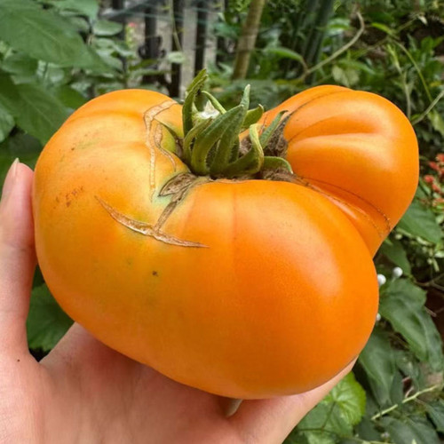 Kellogg's Breakfast Tomato Seeds - Orange beefsteak variety, sweet and rich flavor, high yielding