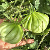 'Firenza' Ribbed Tomato Seeds – Italian Heirloom Variety, Disease-Resistant and Versatile