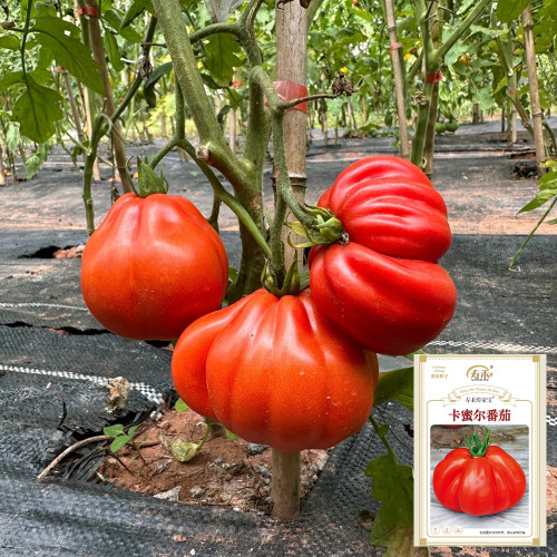 Camille Tomato Seeds - Large, uniform fruits with a sweet flavor, meaty texture, strong adaptability, and high yield