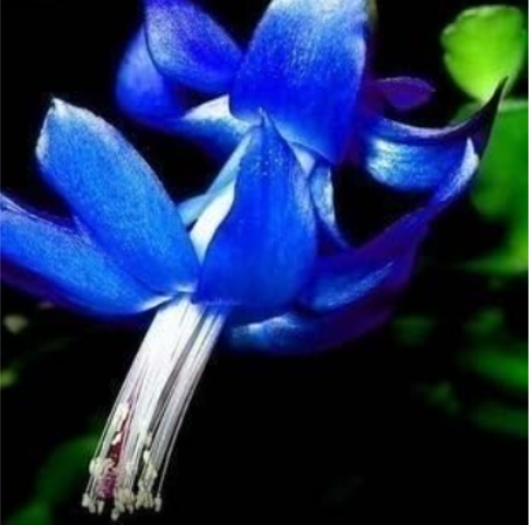 Lunar Year Flower Seeds schlumbergera Colorful Blue schlumbergera Listed Full Color