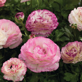 Hezhichun Ranunculus Seeds – Celery-leaved Peony, Persian Buttercup, Perennial Flowers, Cool Weather Tolerant