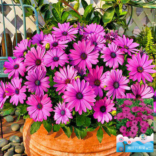 Purple African Daisy Seeds - Osteospermum, Annual Flower, Long Blooming Ground Cover, Easy to Grow Garden Flowers