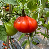 Camille Tomato Seeds - Large, uniform fruits with a sweet flavor, meaty texture, strong adaptability, and high yield