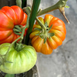 Classic Beefsteak Tomato Seeds – Old-Fashioned Flavor, High-Yielding & Reliable, Perfect for Slicing