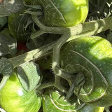 Krim Tomato Seeds - Rich flavor, juicy, strong adaptability, easy to grow, high yielding