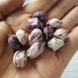 Rainbow Peanut Seeds | Medium-Early Maturing, High-Yield, Anthocyanin-Rich, Annual Plant for Home Garden