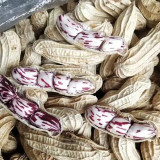 Rainbow Peanut Seeds | Medium-Early Maturing, High-Yield, Anthocyanin-Rich, Annual Plant for Home Garden