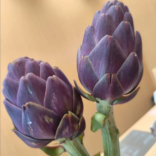 Purple Artichoke Seeds | Antioxidant-Rich Cynara scolymus for Liver Health & Culinary Delight