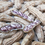 Rainbow Peanut Seeds | Medium-Early Maturing, High-Yield, Anthocyanin-Rich, Annual Plant for Home Garden