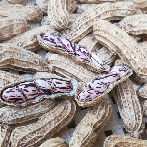 Rainbow Peanut Seeds | Medium-Early Maturing, High-Yield, Anthocyanin-Rich, Annual Plant for Home Garden