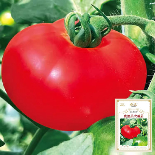 Krim Tomato Seeds - Rich flavor, juicy, strong adaptability, easy to grow, high yielding