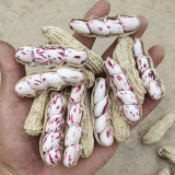 Rainbow Peanut Seeds | Medium-Early Maturing, High-Yield, Anthocyanin-Rich, Annual Plant for Home Garden
