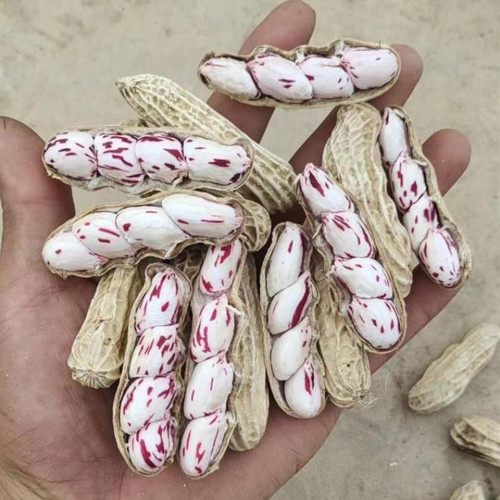 Rainbow Peanut Seeds | Medium-Early Maturing, High-Yield, Anthocyanin-Rich, Annual Plant for Home Garden