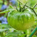 Krim Tomato Seeds - Rich flavor, juicy, strong adaptability, easy to grow, high yielding
