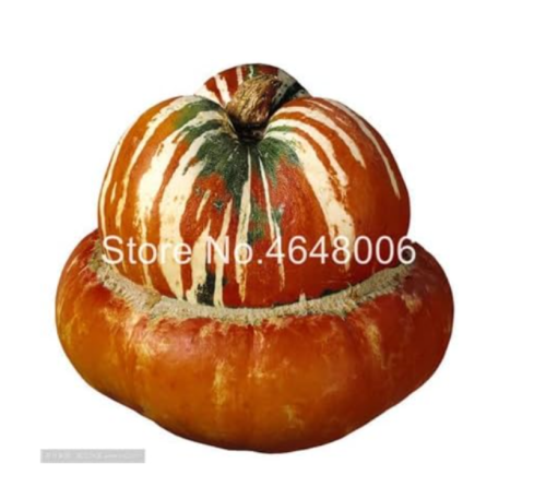 Heirloom Turk's Turban Gourd Seeds Organic Rare Pumpkin Vegetable (Color: 6)