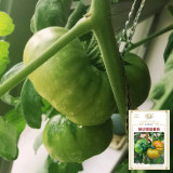 Cherokee Green Tomato Seeds – Premium Heirloom Variety, Rich Flavor, Vigorous Plants, High Yielding