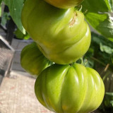 Cherokee Green Tomato Seeds – Premium Heirloom Variety, Rich Flavor, Vigorous Plants, High Yielding