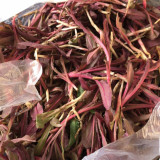 Xinte Wild Purple Qumai Chicory | Perennial Asteraceae Herb with Succulent Bitter Greens, High-Yielding & Adaptable