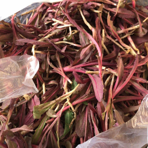 Xinte Wild Purple Qumai Chicory | Perennial Asteraceae Herb with Succulent Bitter Greens, High-Yielding & Adaptable