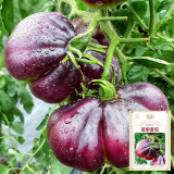 Blue Pear Tomato Seeds - Strong Disease Resistance, Vigorous Growth, Ideal for Garden and Container Cultivation