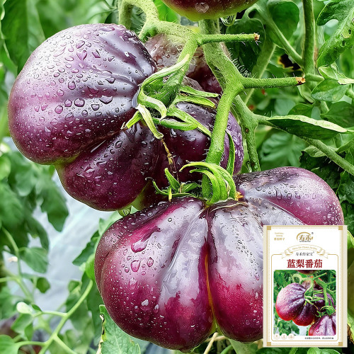 Blue Pear Tomato Seeds - Strong Disease Resistance, Vigorous Growth, Ideal for Garden and Container Cultivation
