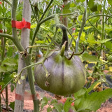Blue Pear Tomato Seeds - Strong Disease Resistance, Vigorous Growth, Ideal for Garden and Container Cultivation